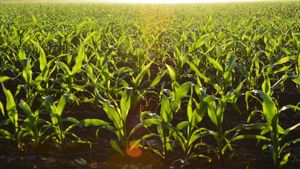 Brits Continue To Learn The Wonders Of E10 Fuel