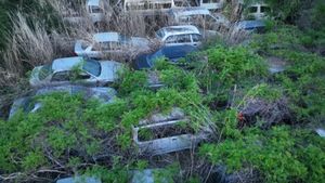 Fukushima Cars Are Still Rotting
