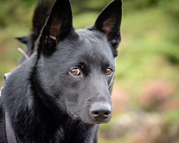 Hunden min hoster: 6 mulige årsaker.