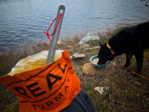 Det å være hundeeier innebærer et stort ansvar!