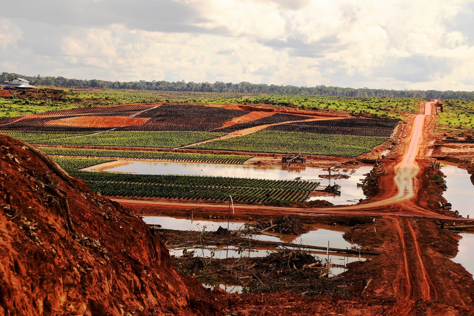 South Korea’s finance of ‘green’ palm oil drives destruction in Indonesia