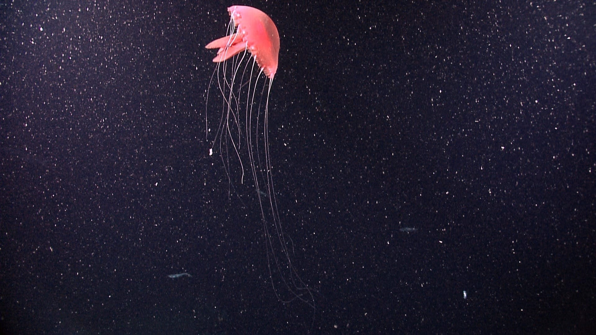 South Korea’s Quiet Pursuit of the Deep Sea