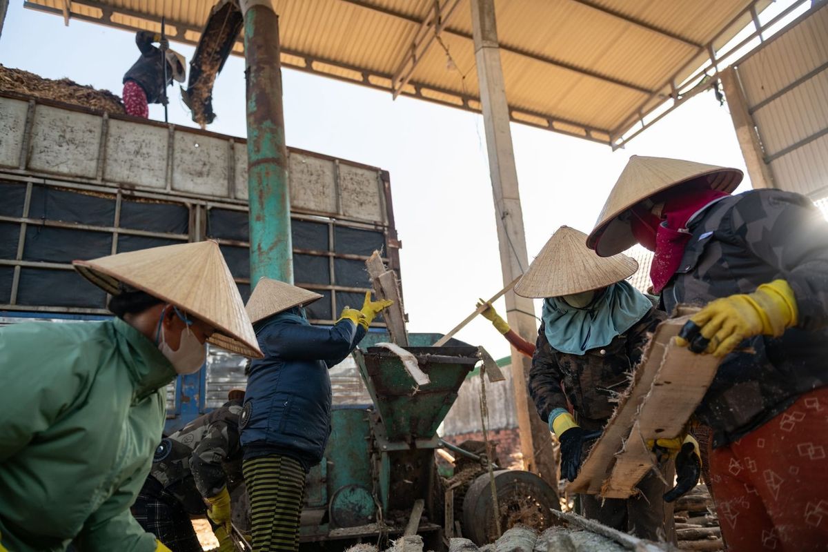 Dust clouds Viet Nam's wood pellet boom