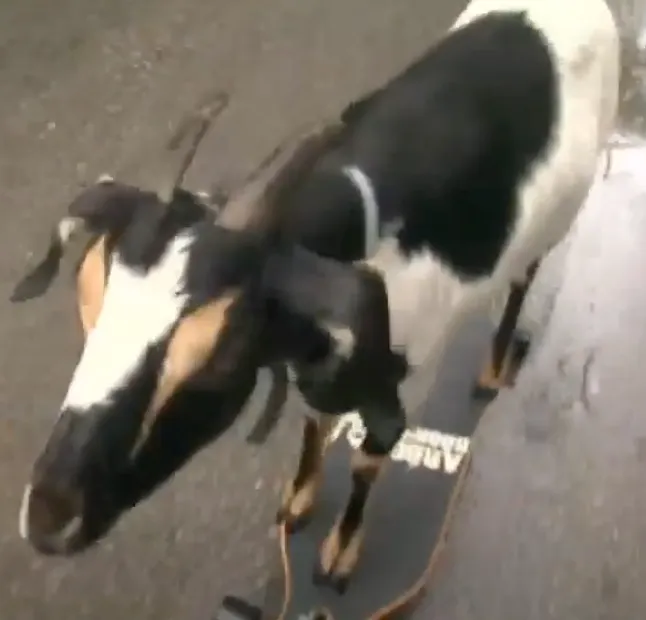 tRump Accuses Happie the "skate-goat" of Masterminding Epstein "Hoax"