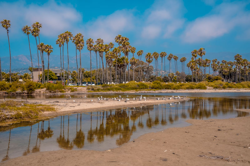 beautiful beach santa barbara summer its palm trees california