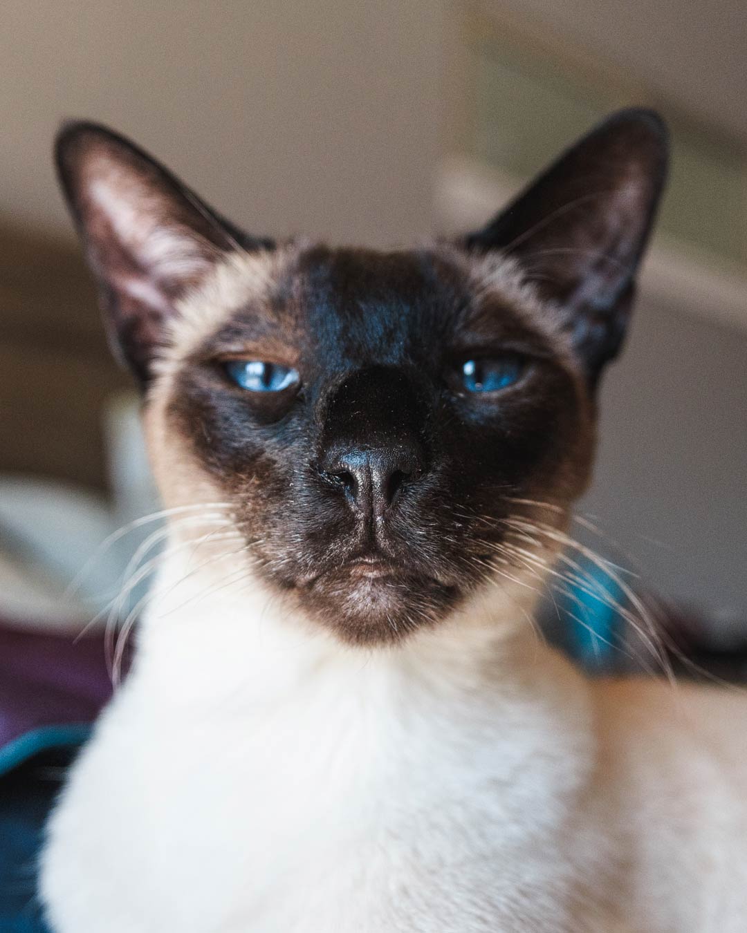 Champers Quarantine Day 7 - train your pet - things to do while social distancing