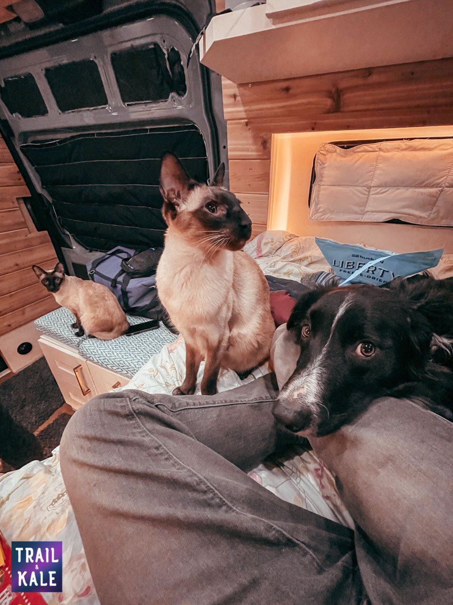 Here's our furry family during a road trip in our camper van - Kepler (pup), Champers, and Coby