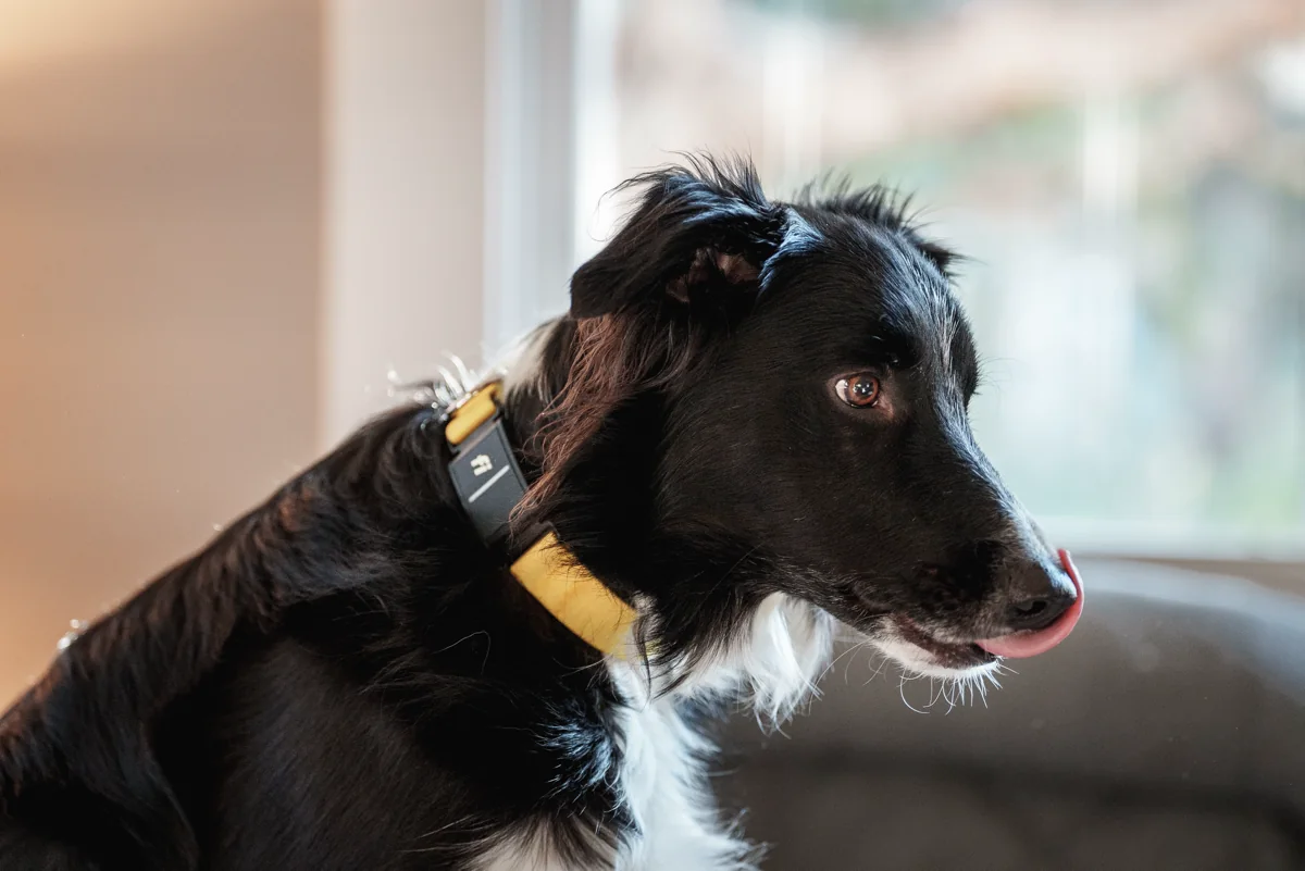 Fi dog collar series 3 on Kepler