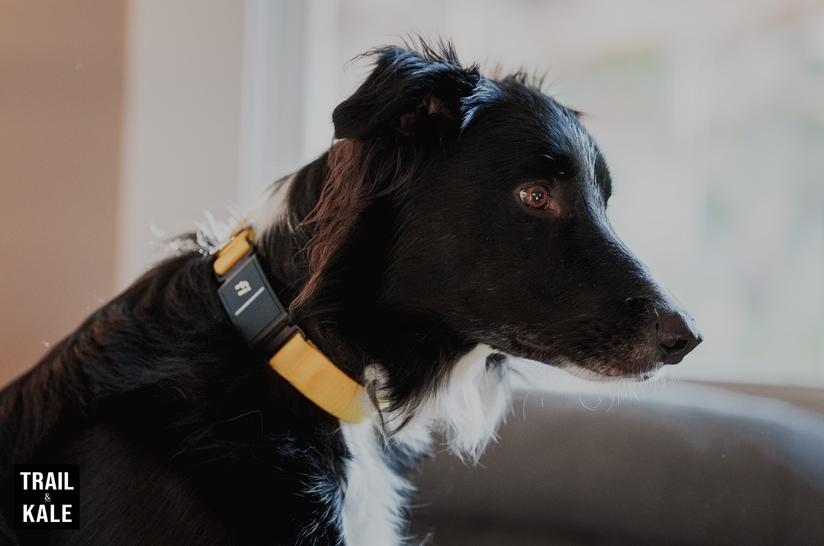 Fi Dog Collar Review Series 3 by Trail and Kale 11