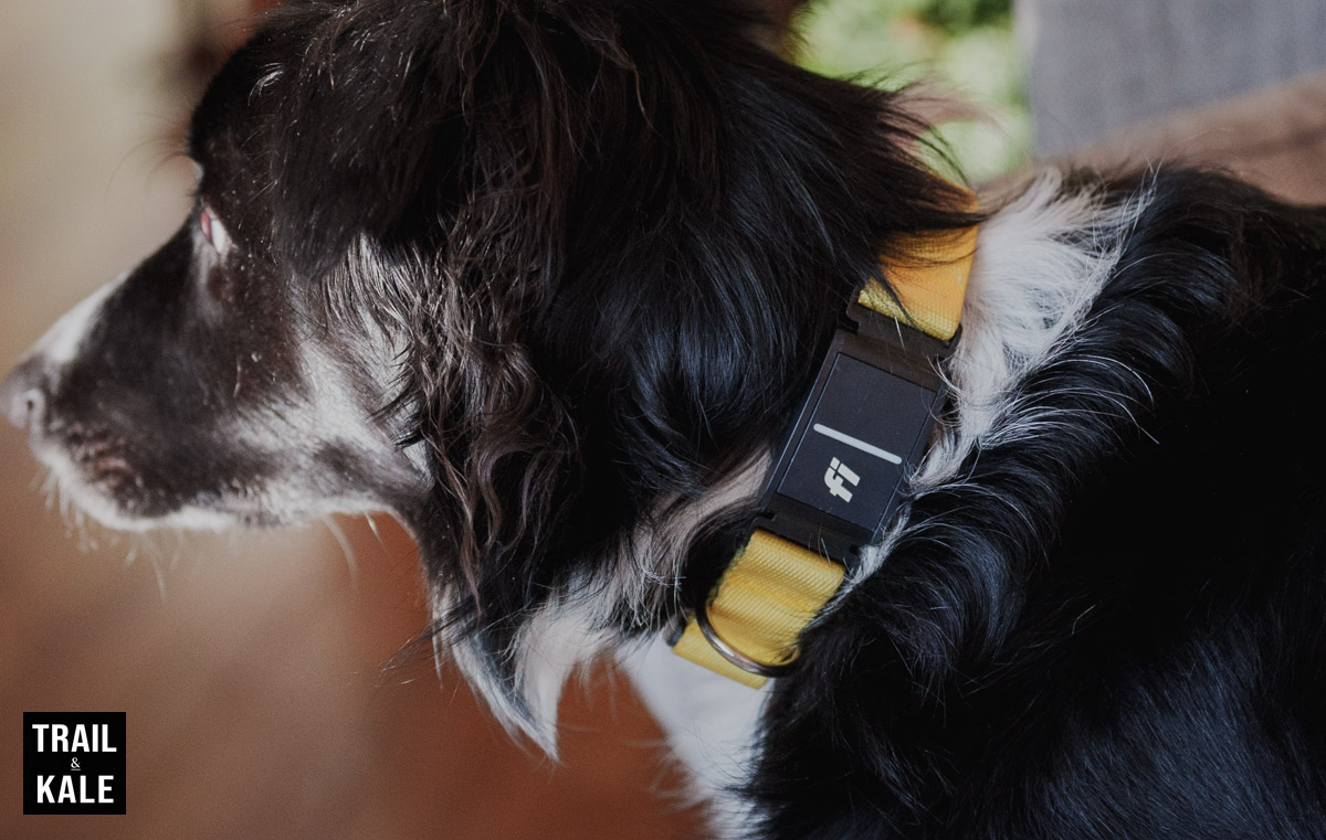 Fi Dog Collar Review Series 3 by Trail and Kale 16