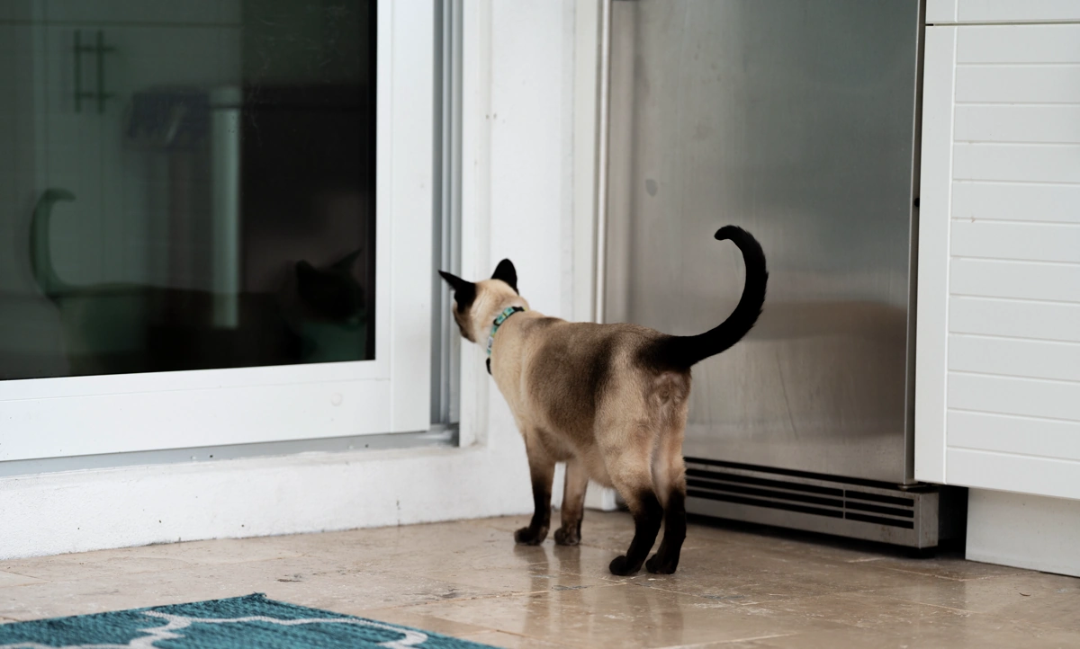 Miaow miaow miaow, let me in dad!