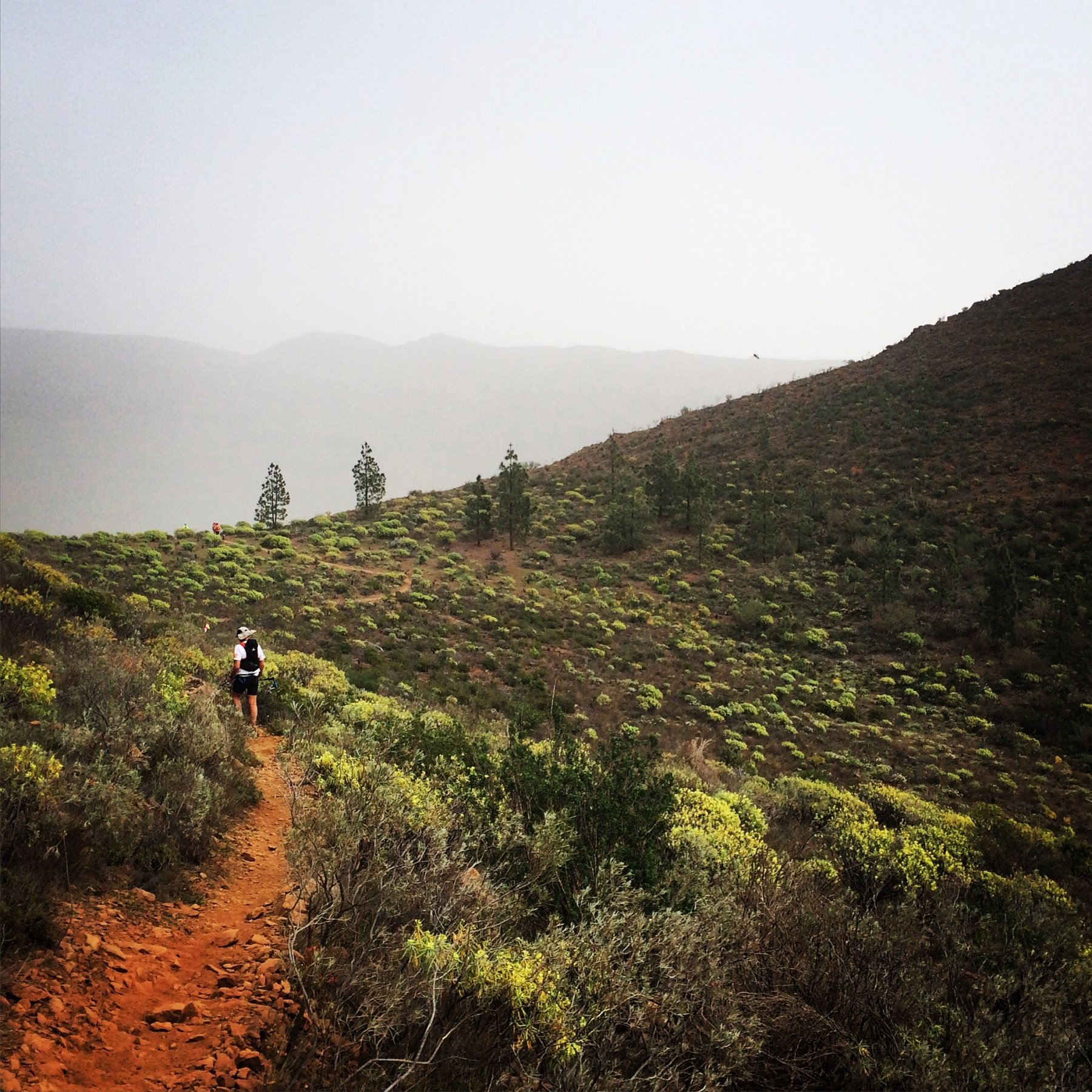 Nice single track at the top of a climb