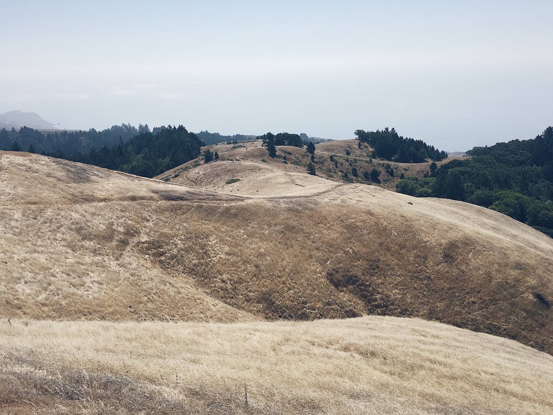 Trail Running on Mount Tamalpais - Trail & Kale