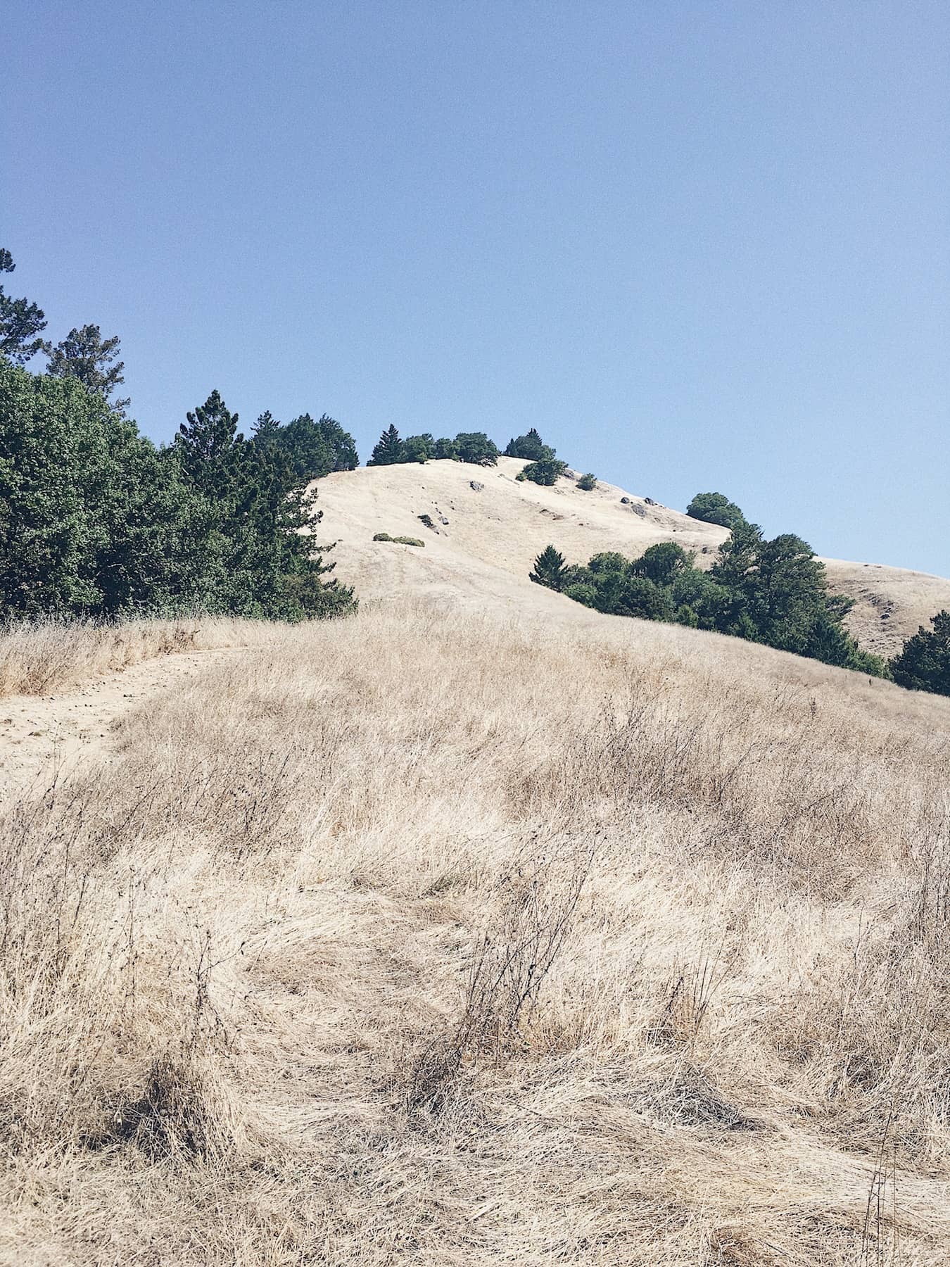 Trail Running on Mount Tamalpais - Trail & Kale