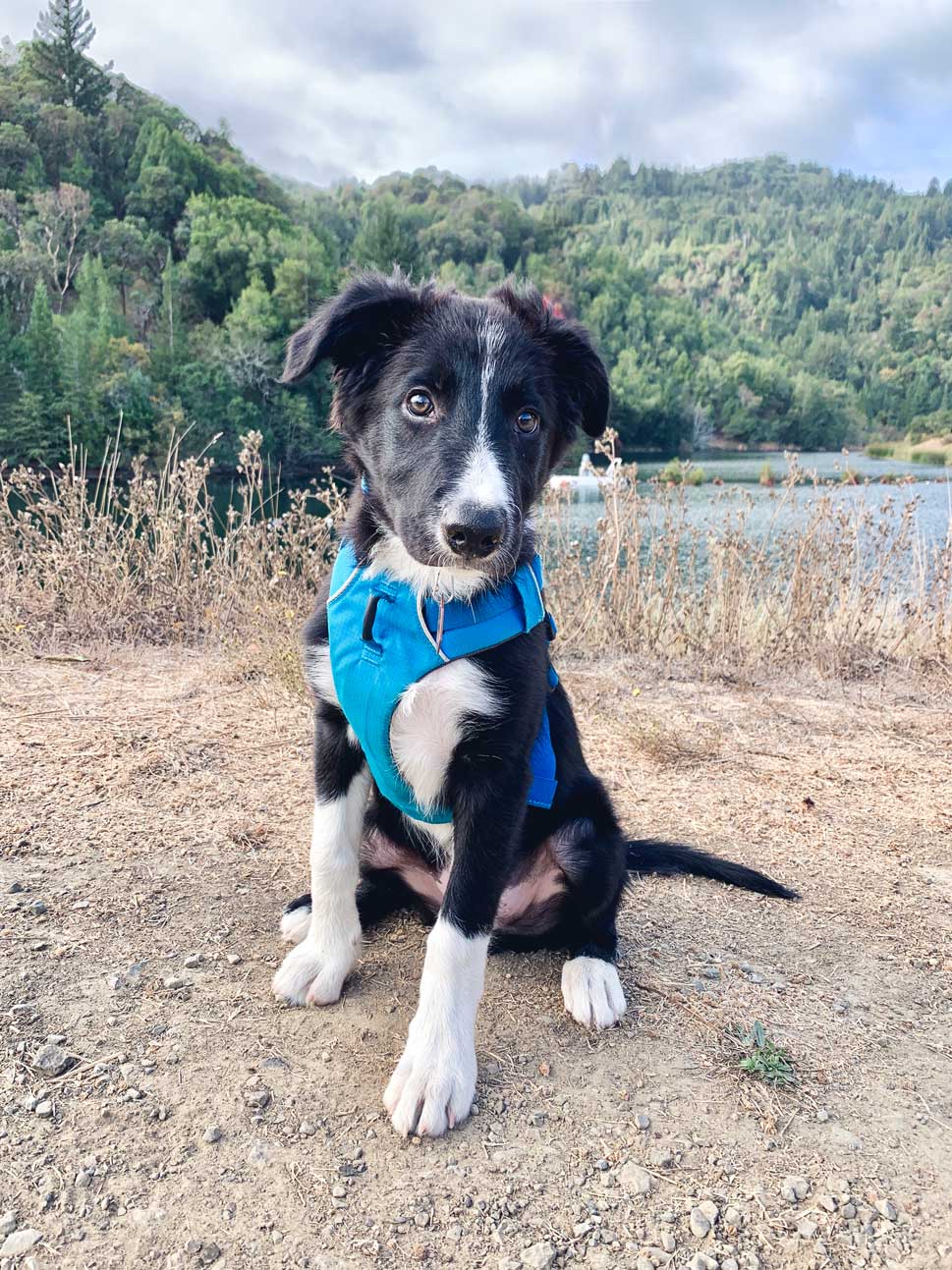 Kepler modeling his Ruffwear Front Range Harness trail and kale web