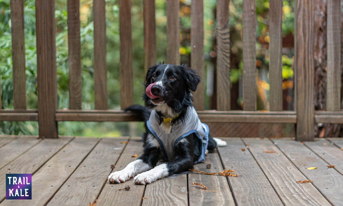 Kurgo Cooling Vest Review Trail kale web wm 4