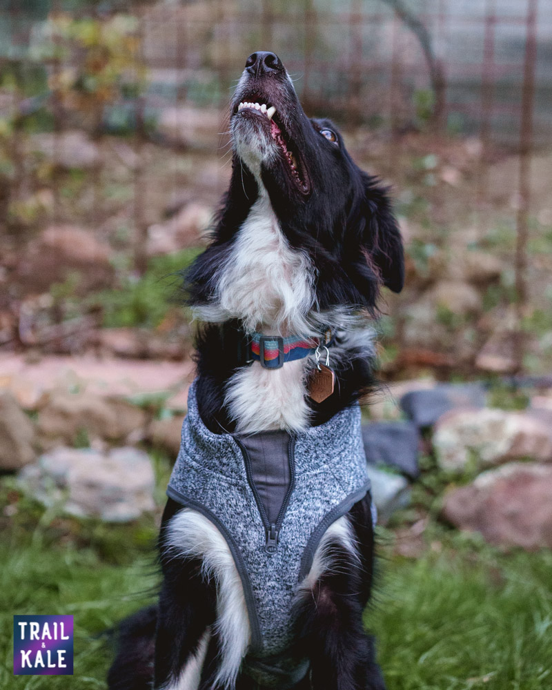 Kurgo K9 Core Sweater Review Trail and Kale web wm 18