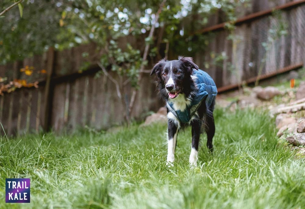 Kurgo Loft Dog Jacket Review Trail and Kale web wm 6