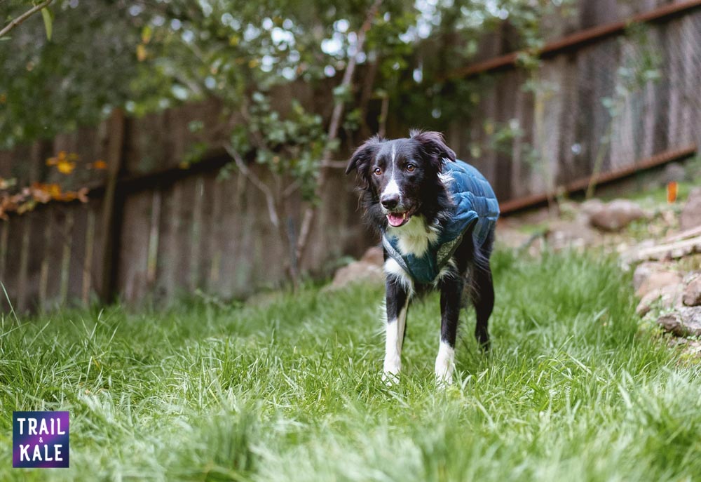 Kurgo Loft Dog Jacket Review Trail and Kale web wm 6