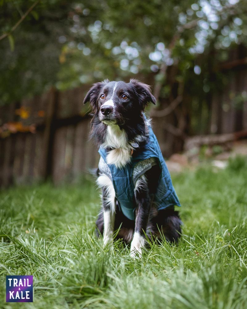 Kurgo Loft Dog Jacket Review Trail and Kale web wm 7