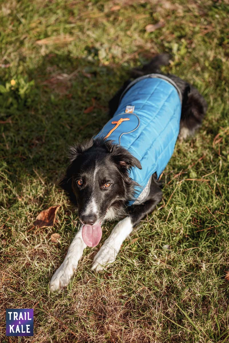 Kurgo Loft Jacket Kepler in the park Trail and Kale web wm 1