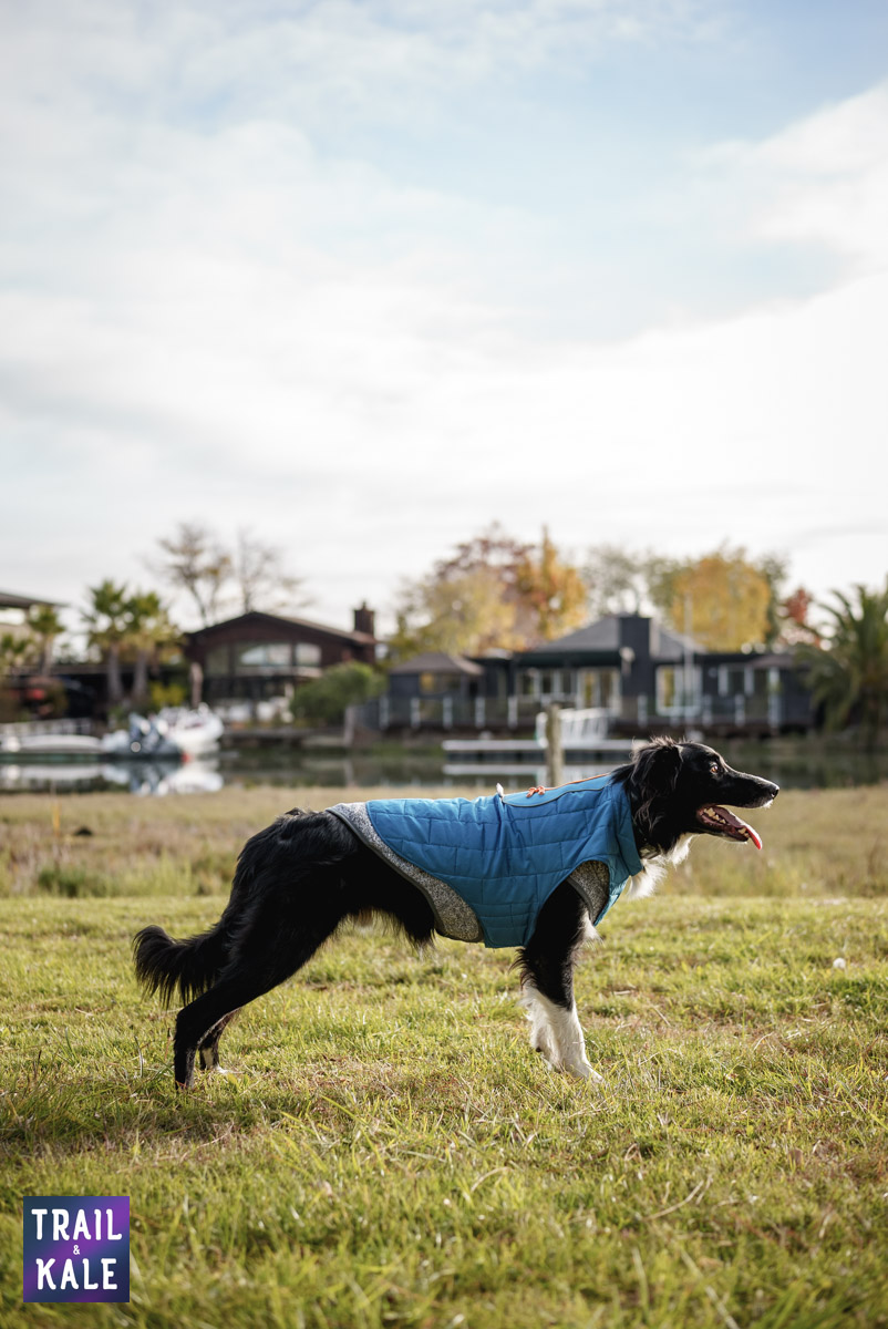Kurgo Loft Jacket Kepler in the park Trail and Kale web wm 6