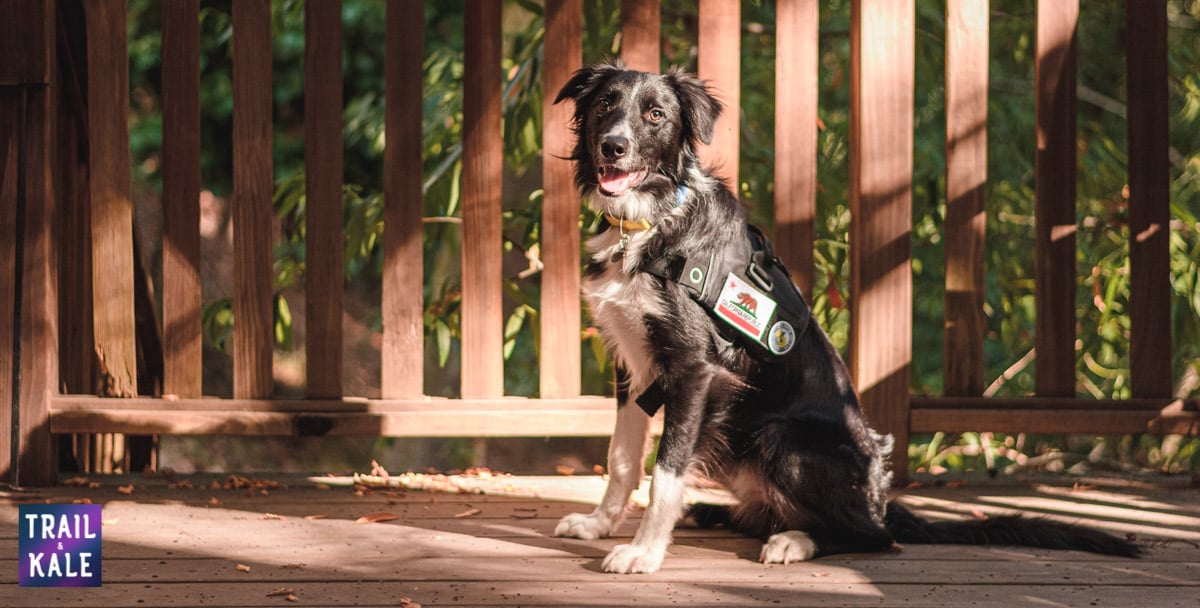 Kurgo Townie Harness Review trail and kale web wm 16