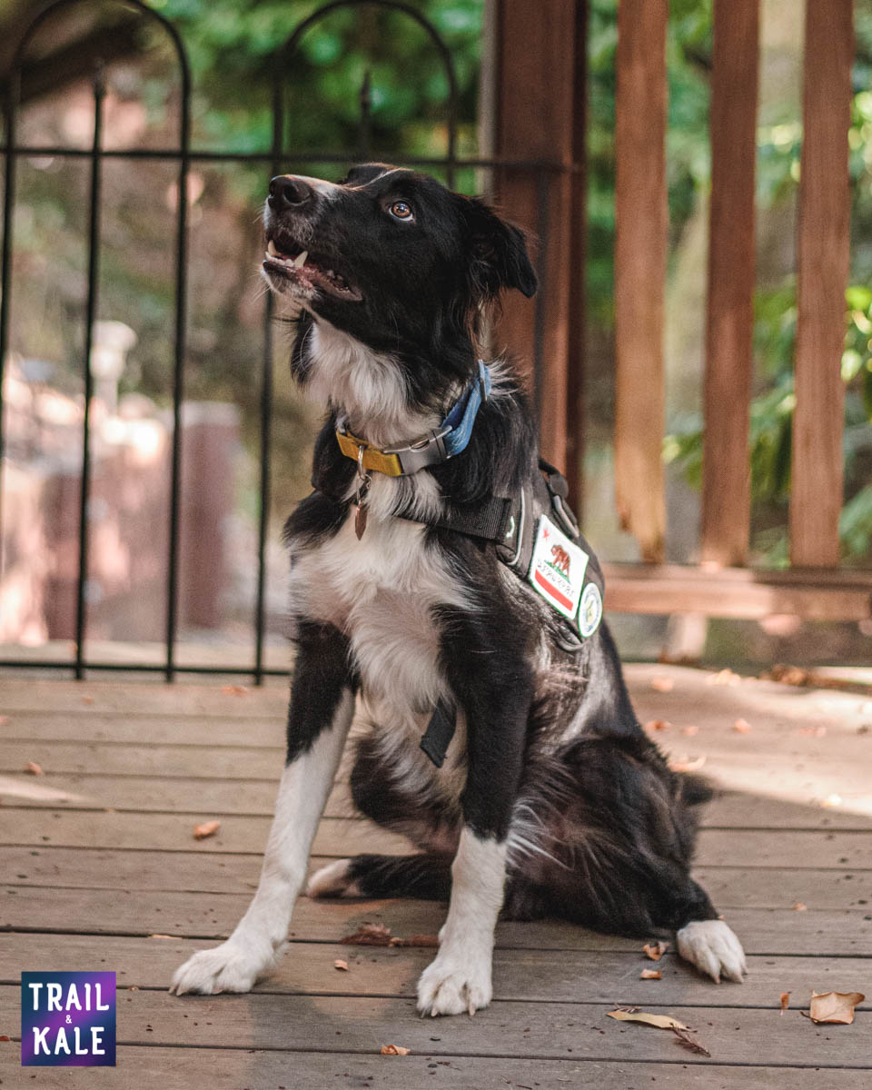 Kurgo Townie Harness Review trail and kale web wm 6