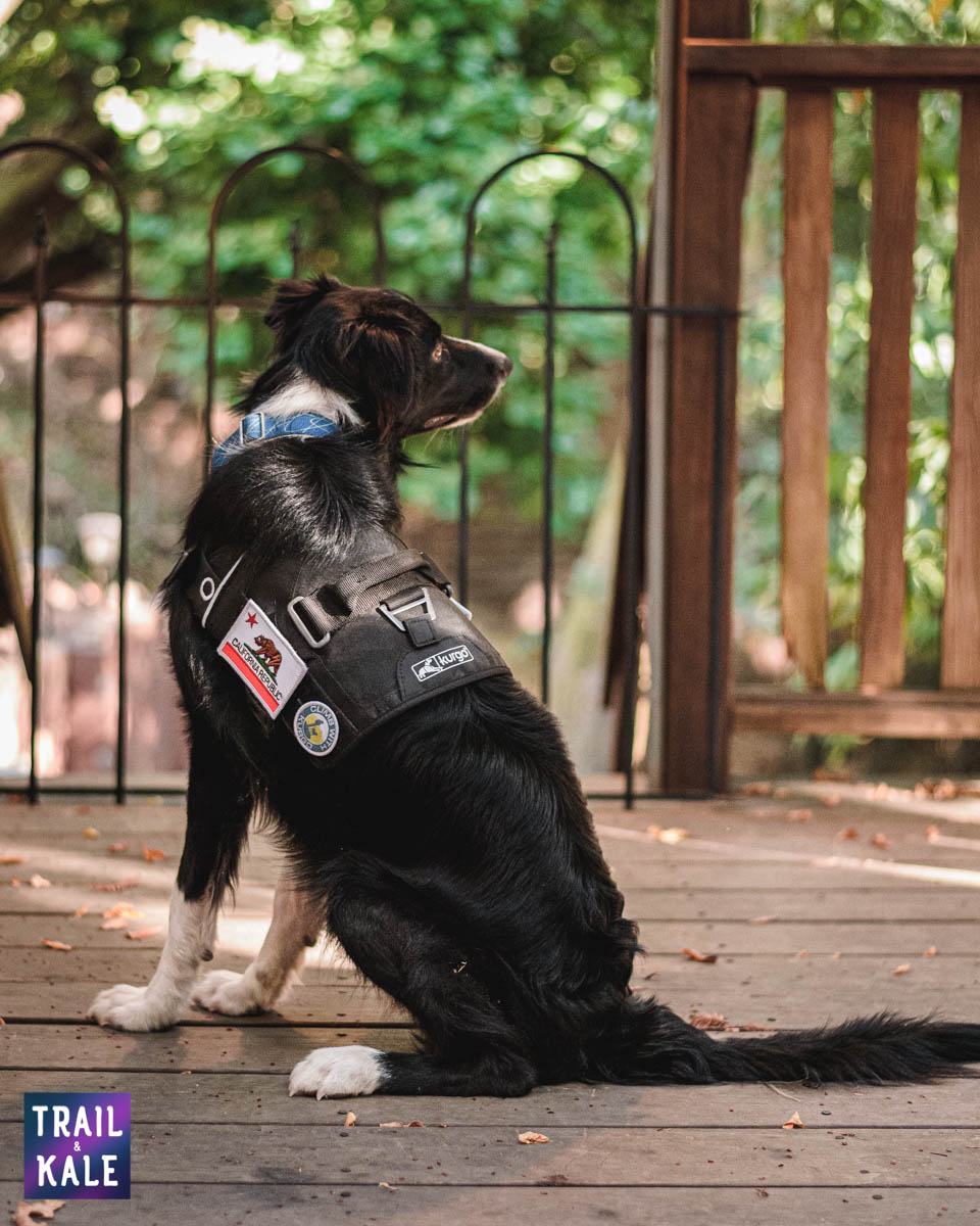 Kurgo Townie Harness Review trail and kale web wm 8