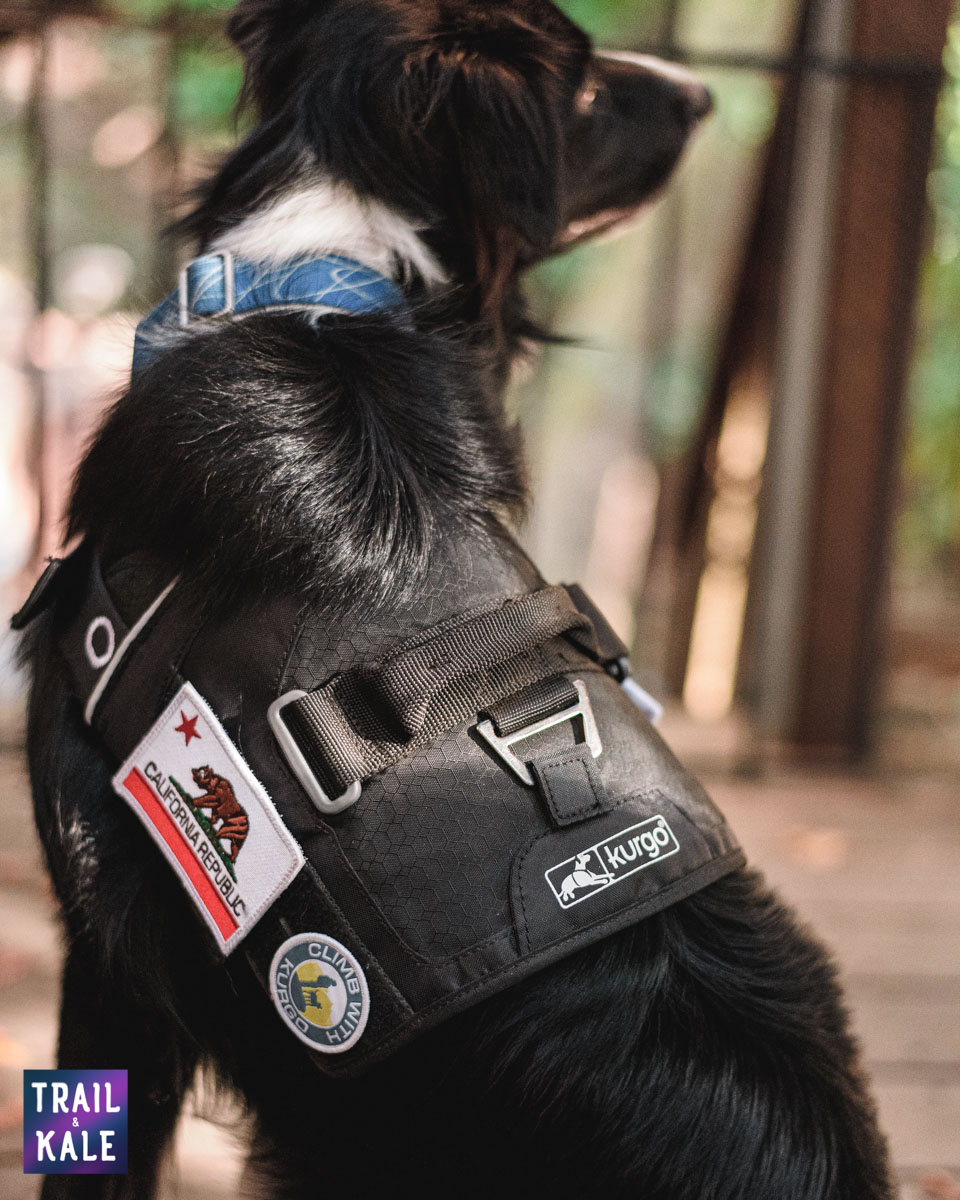 Kurgo Townie Harness Review trail and kale web wm 9