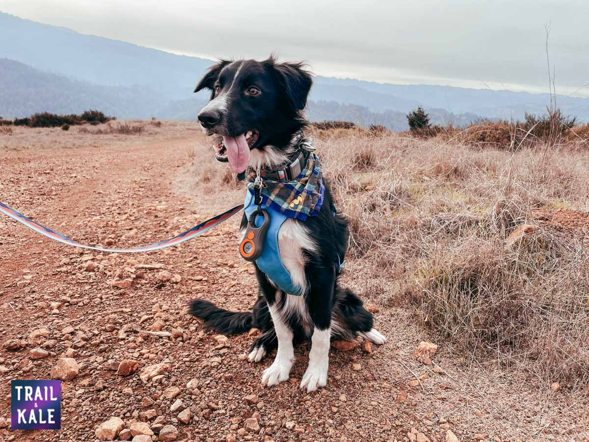 LynQ Review people compass trail and kale web wm 18