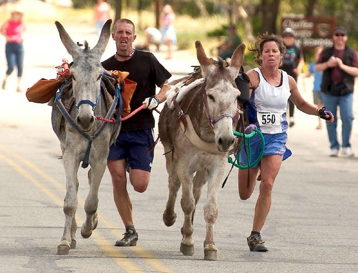 pack burro racing most unique trail running races
