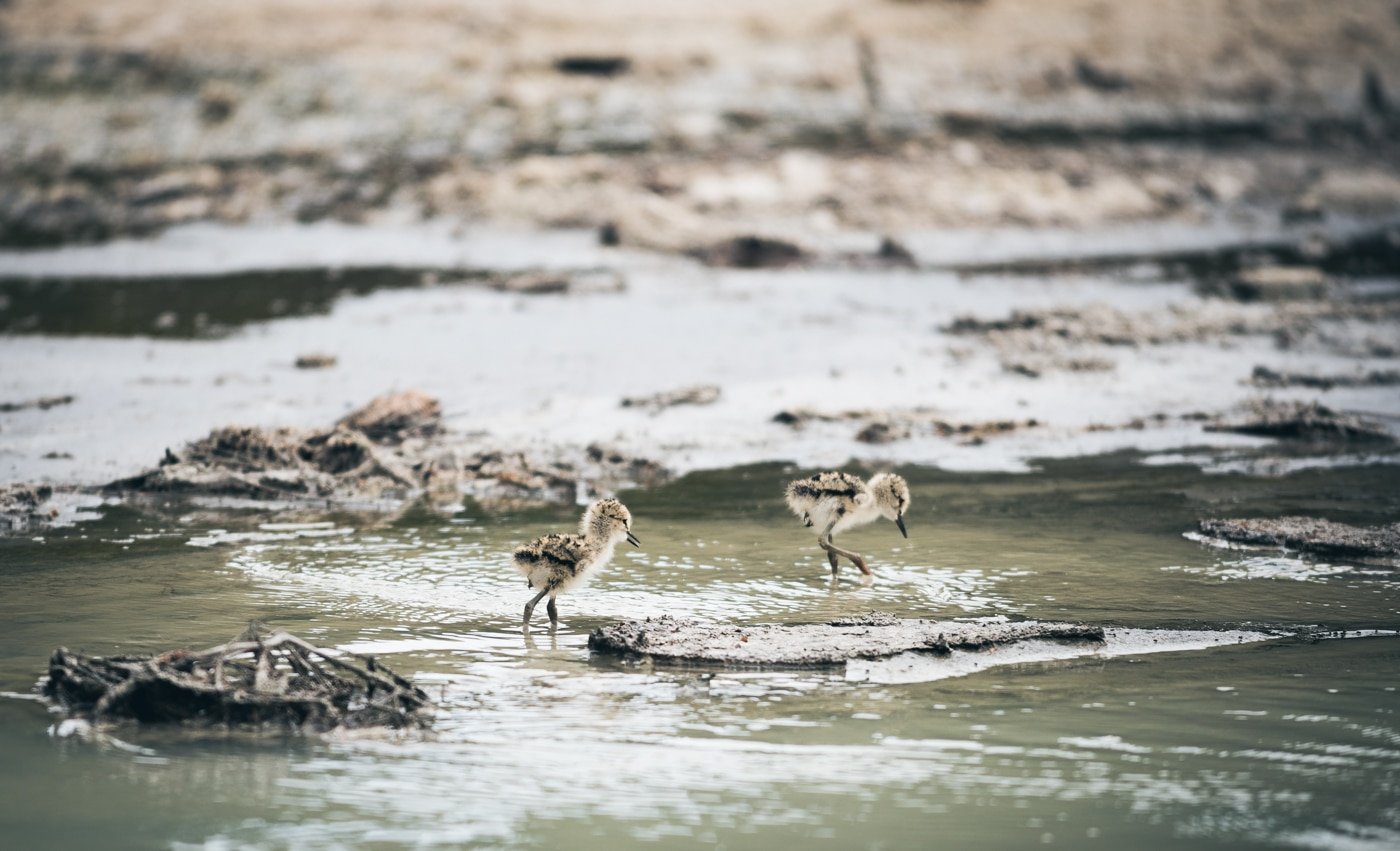 Rotorua birds