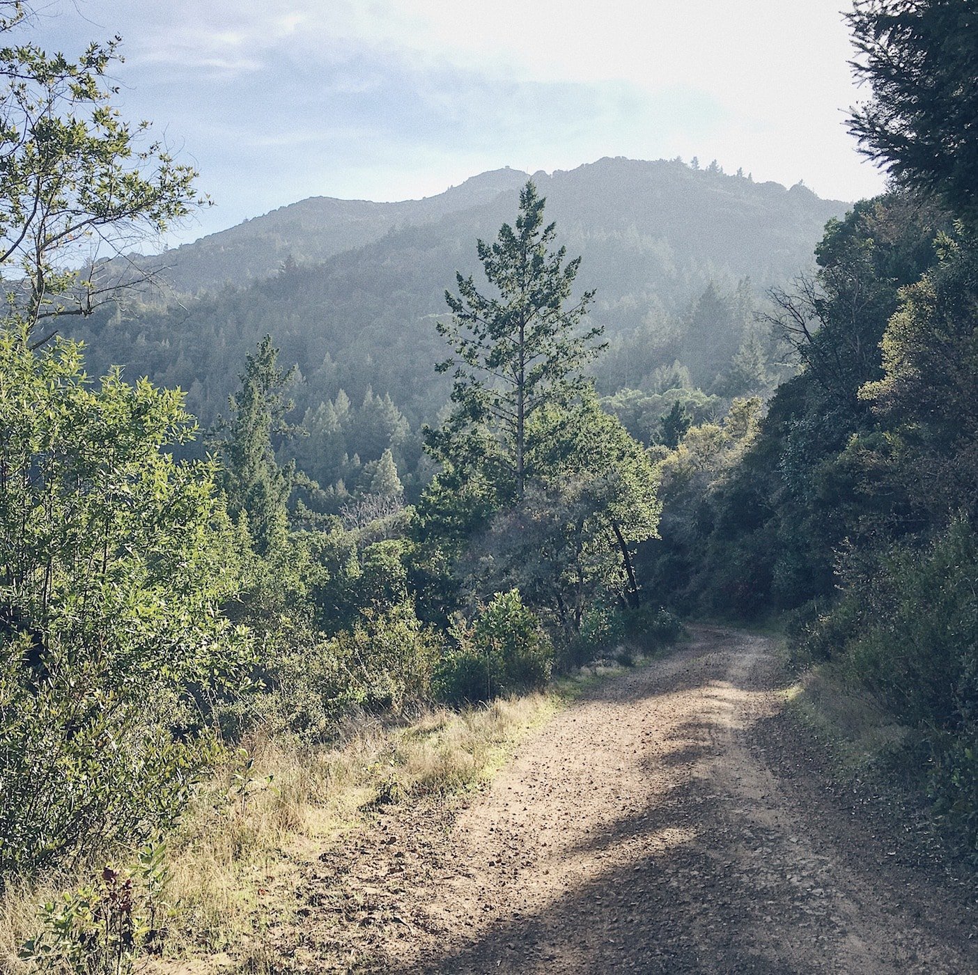 Running up Mount Tamalpais - Trail & Kale
