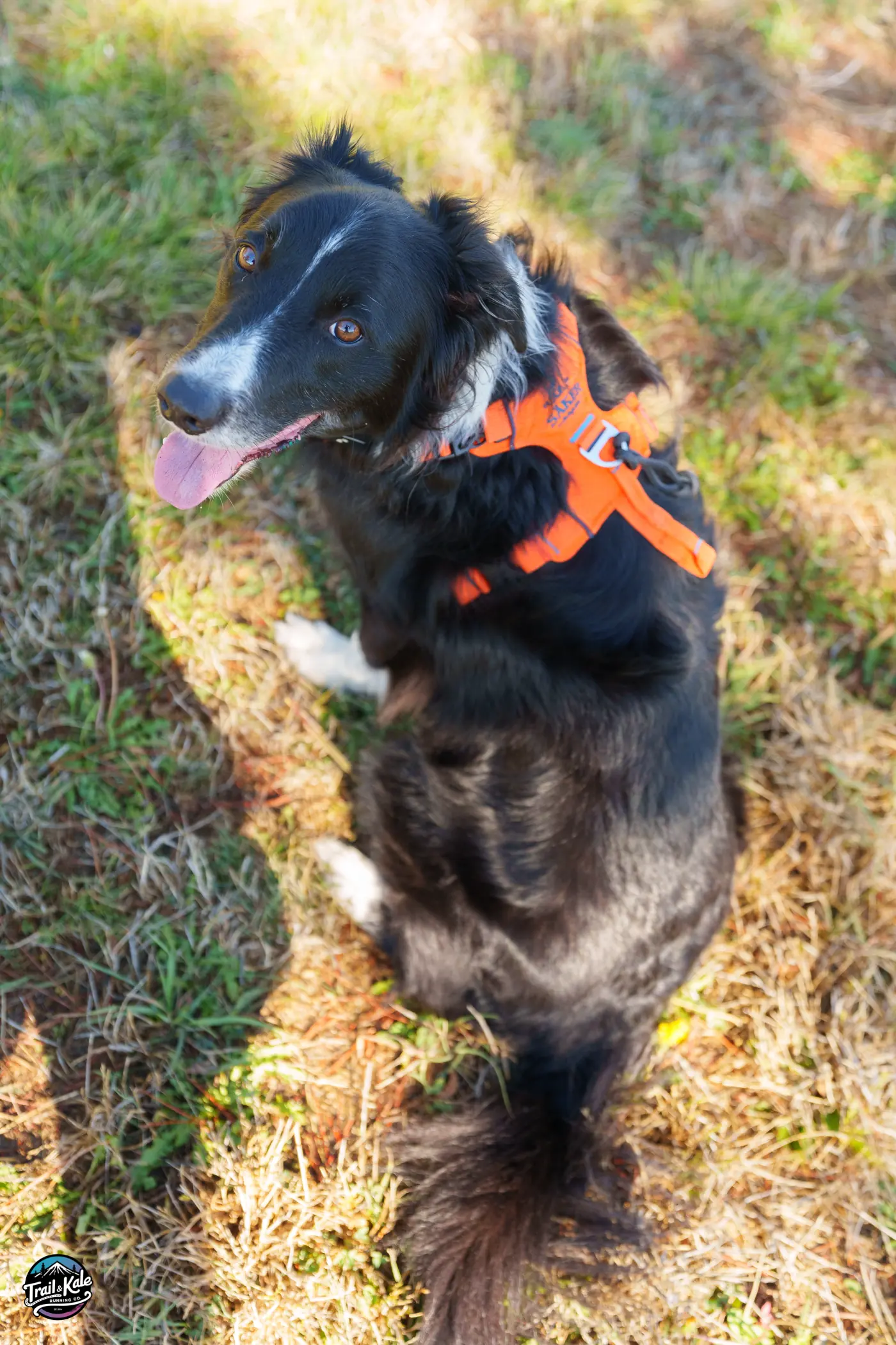 Oh Hai. Here's what the Canyon Light harness looks like as the 'Canyon Light Core', without the extra belly strap.