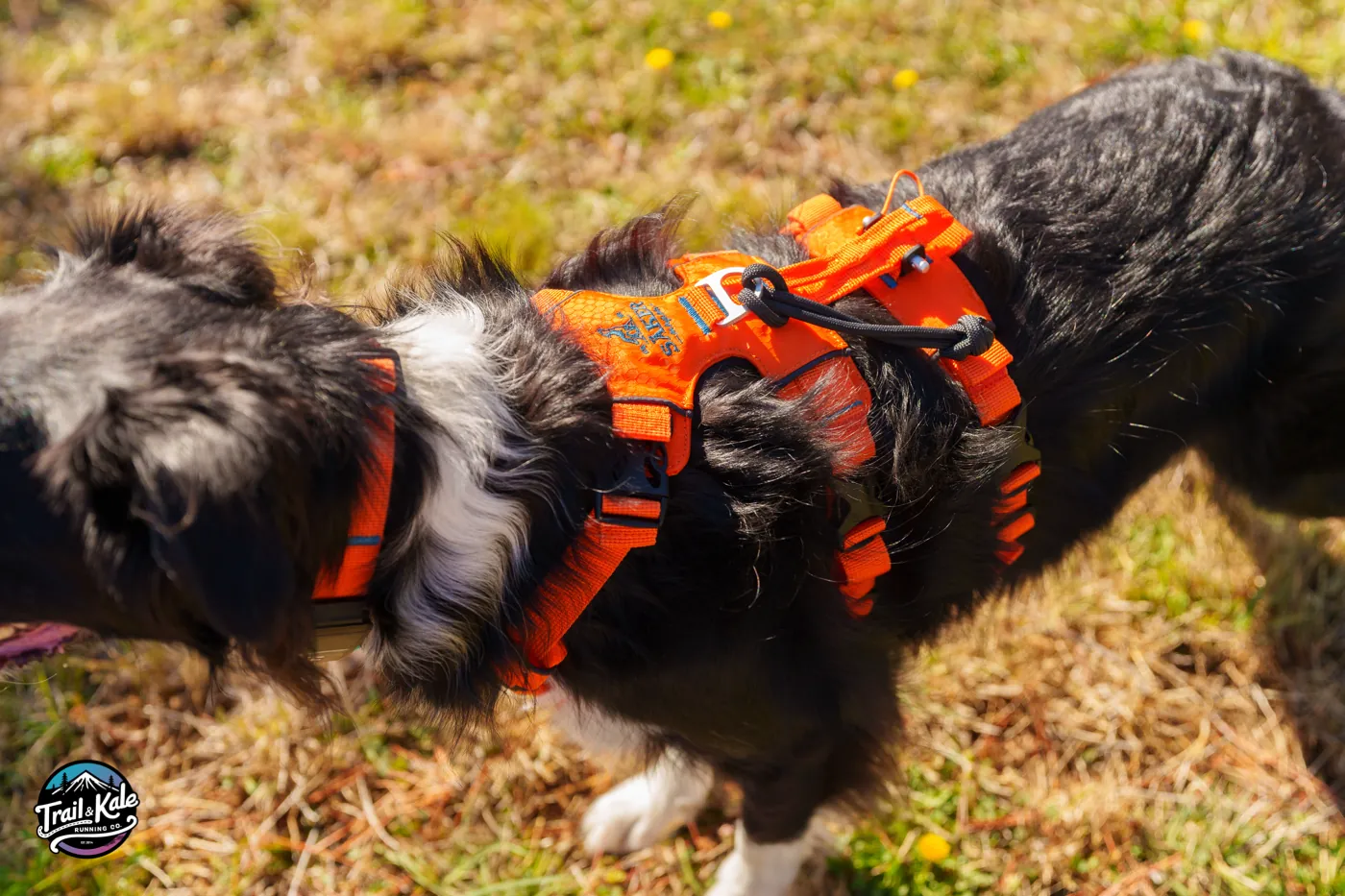 There are leash clips on the back and front of the harness - Saker Canine Canyon Light dog harness review