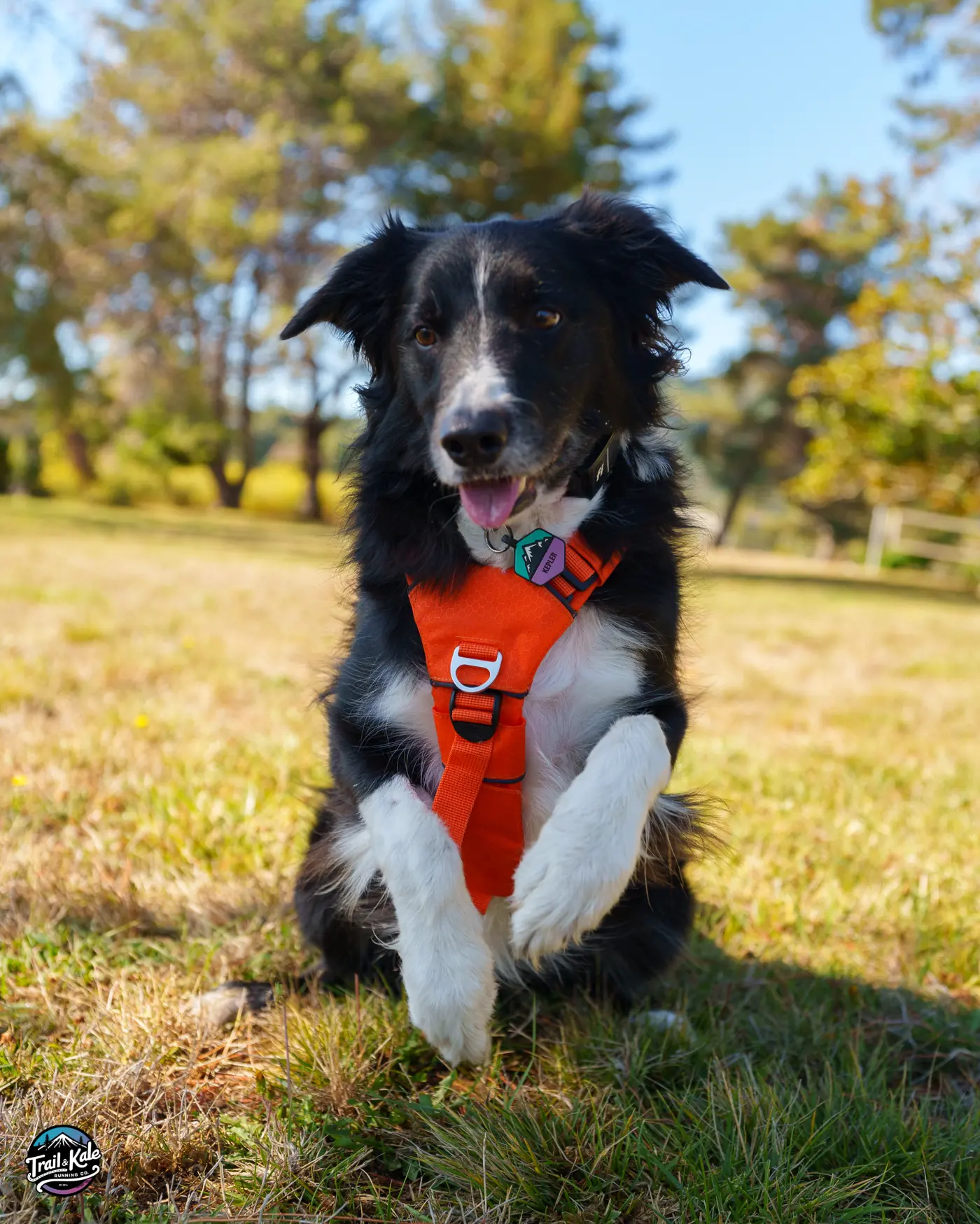 The fit of the Saker Canyon harness is very secure even for a wiggly, energetic dog like me.
