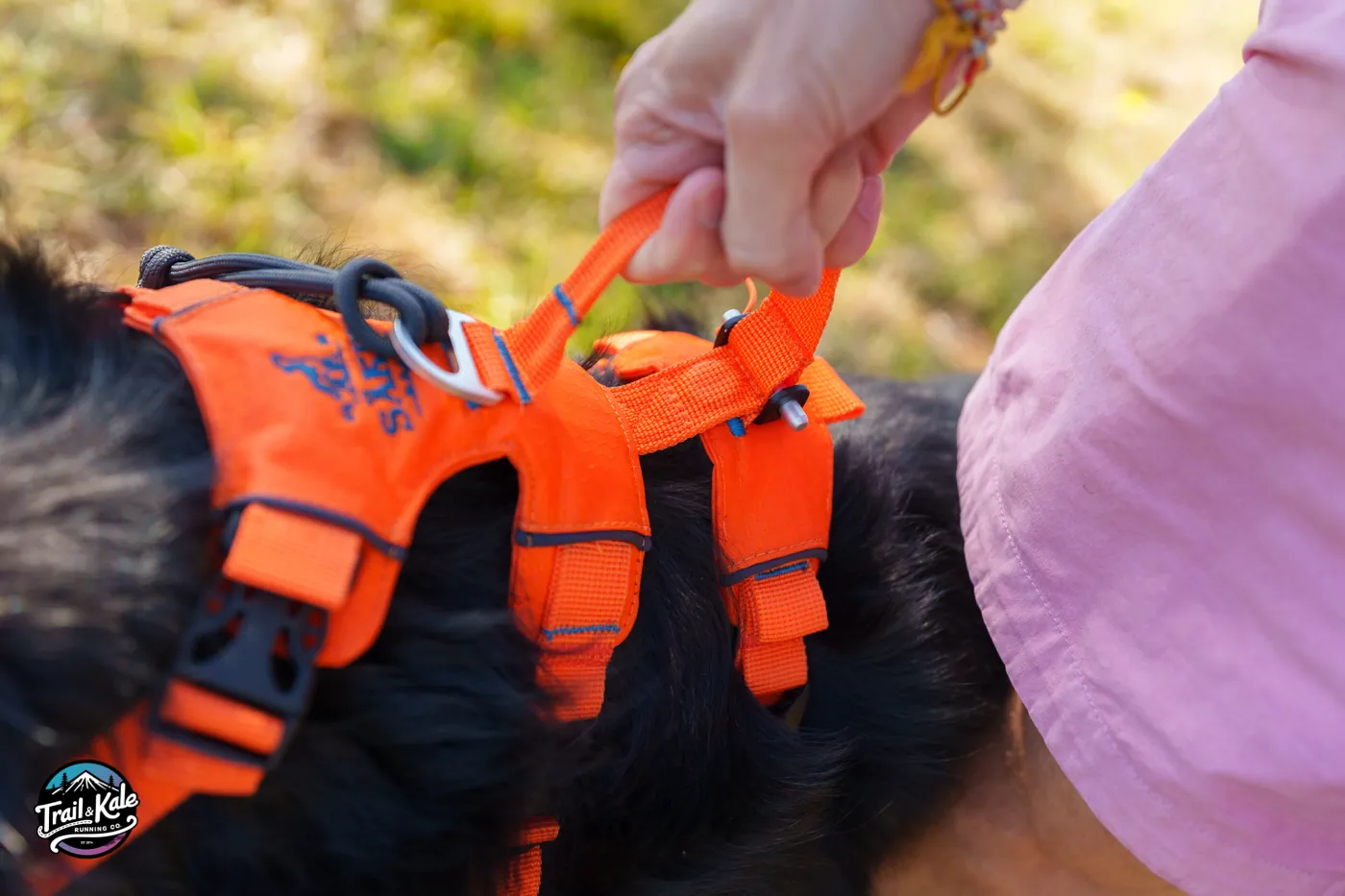 A close up of the back handle and leash D-ring on my Saker Canyon Light Extended harness