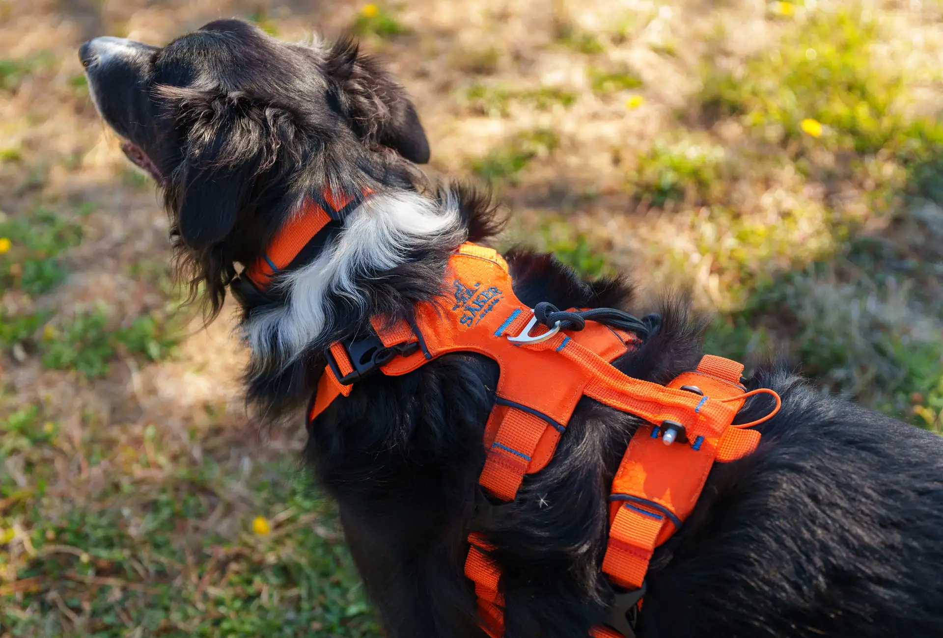 That's me, wearing my Saker Canine Canyon Light harness