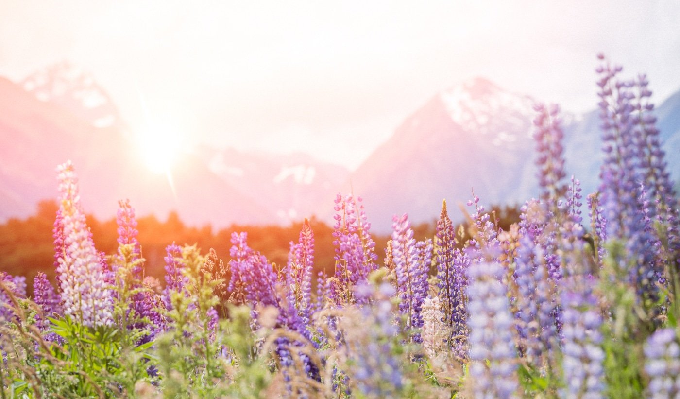 New Zealand Lupins