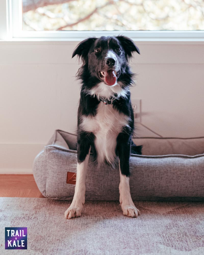 Toby and Ace Buddy Dog Bed Review Trail and Kale web wm 4