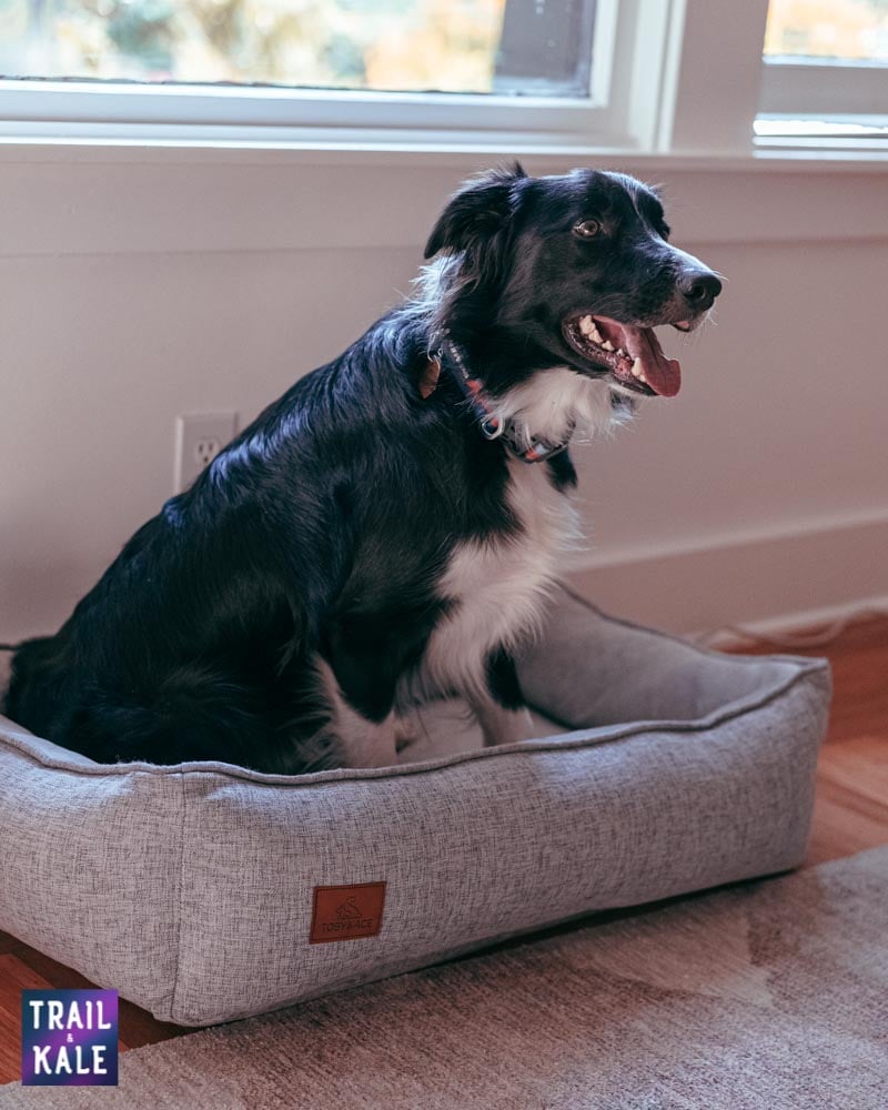 Toby and Ace Buddy Dog Bed Review Trail and Kale web wm 6