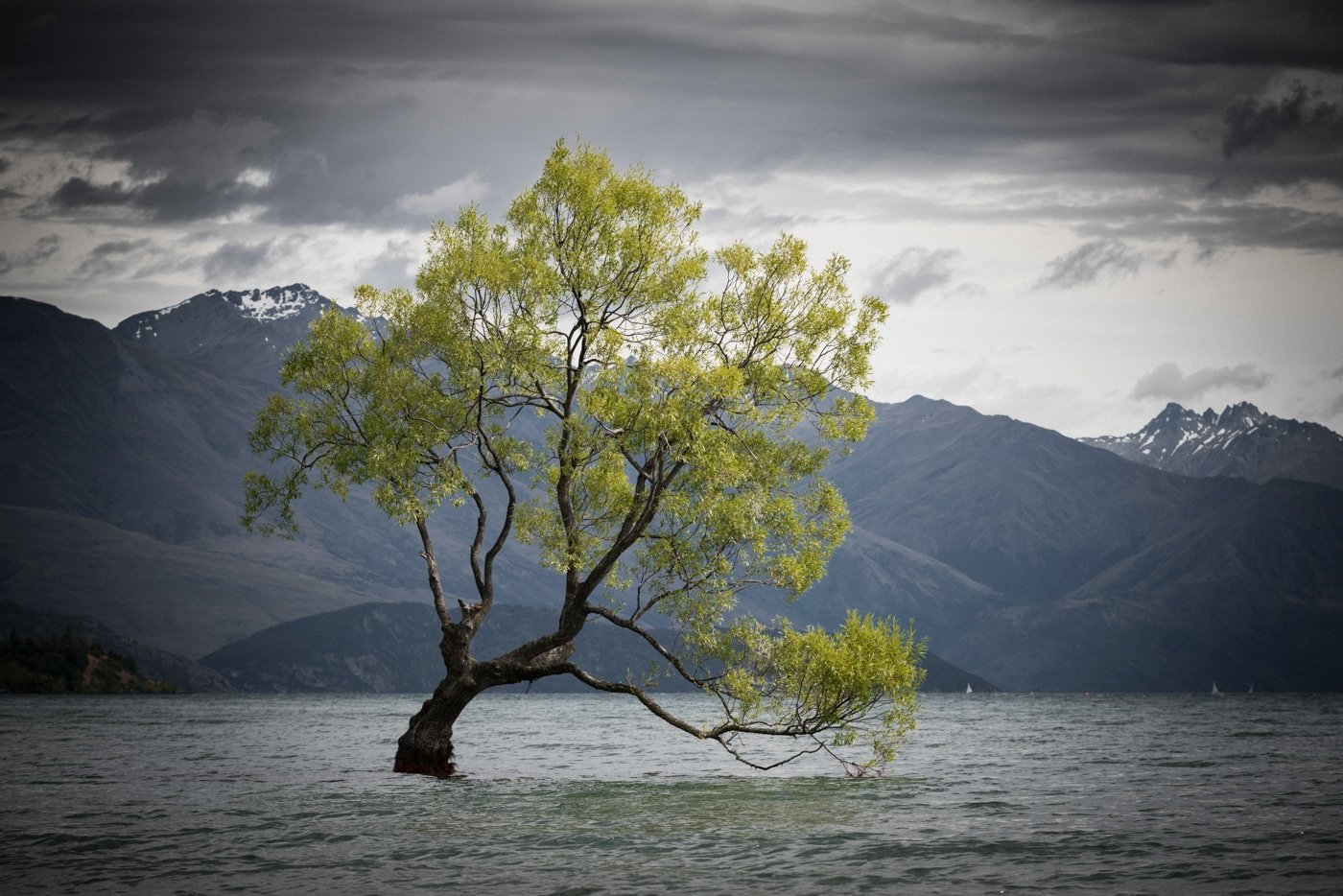 That Wanaka Tree