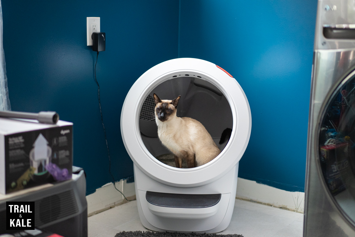 Don't mind me, I'm just doing my business. Oh and excuse the mess of my humans, they're in the middle of some DIY work at home.