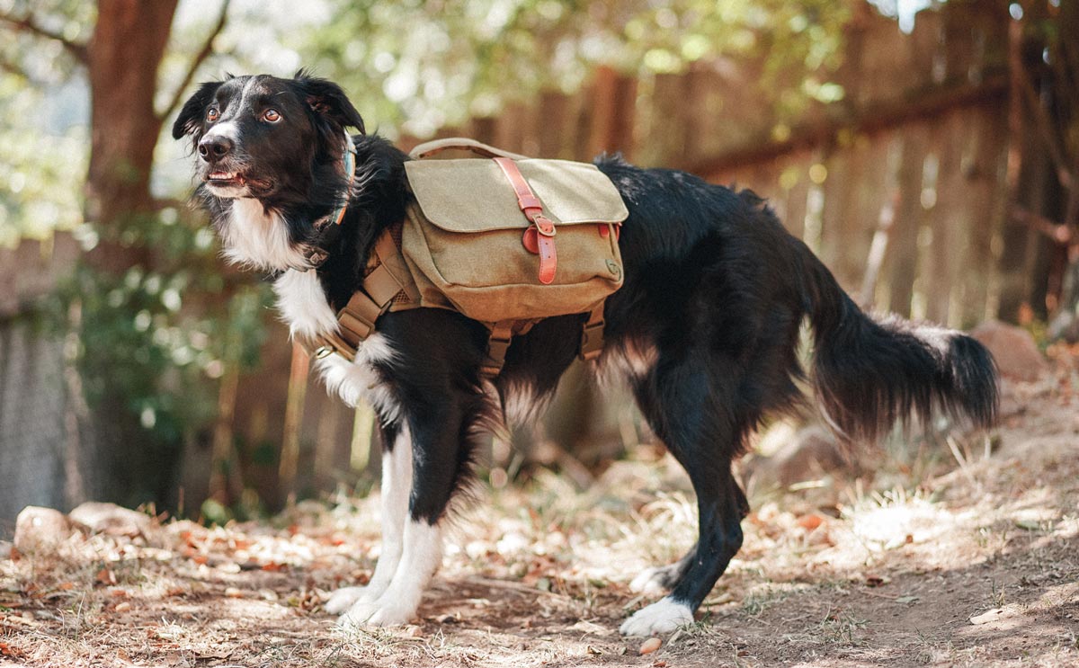 Wolf Republic review dog gear featured alt 1