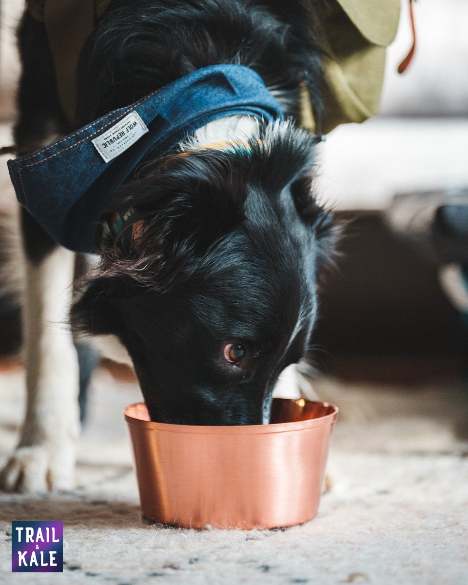 Wolf Republic review dog gear Trail and Kale web wm 15