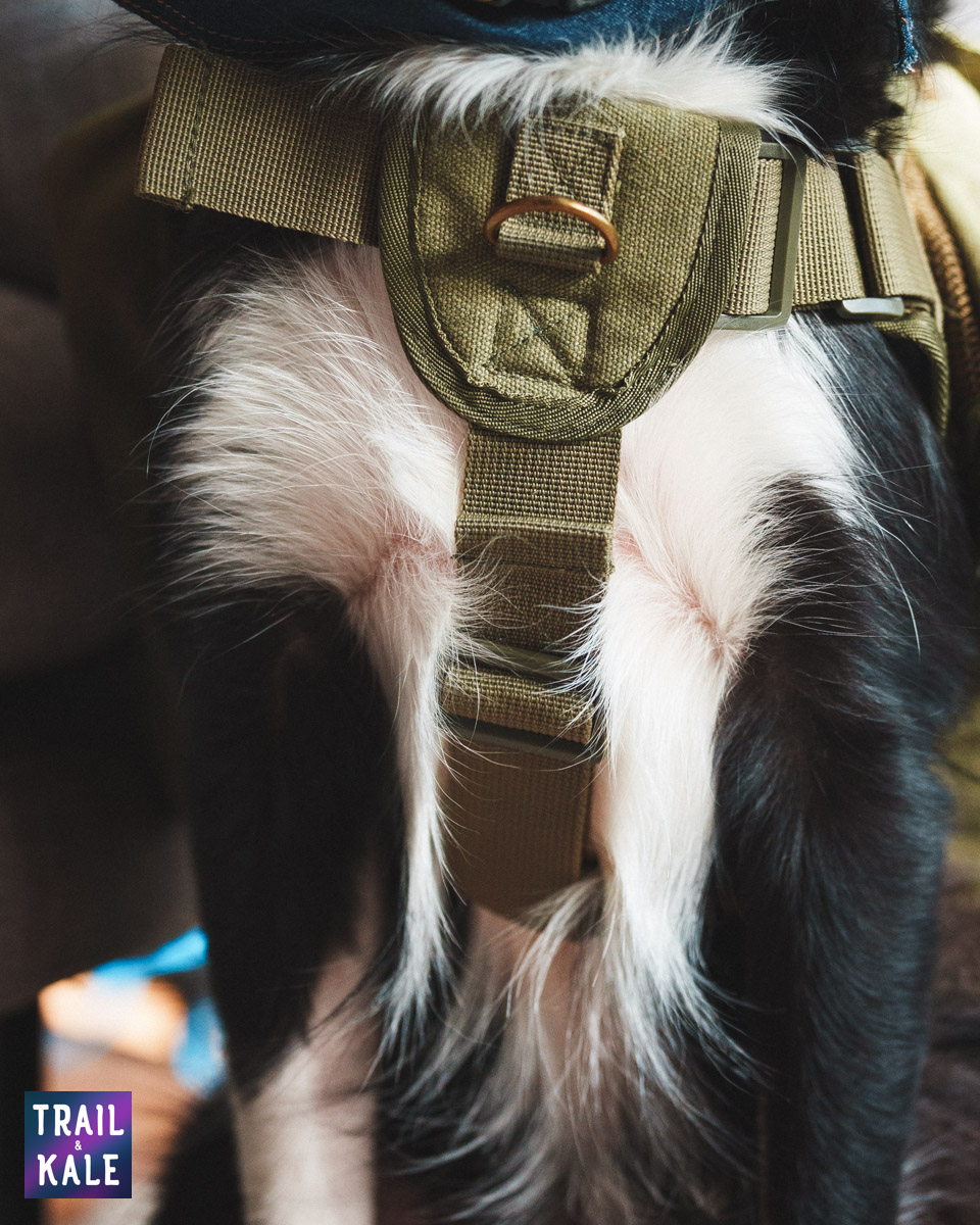 Wolf Republic review dog gear Trail and Kale web wm 24