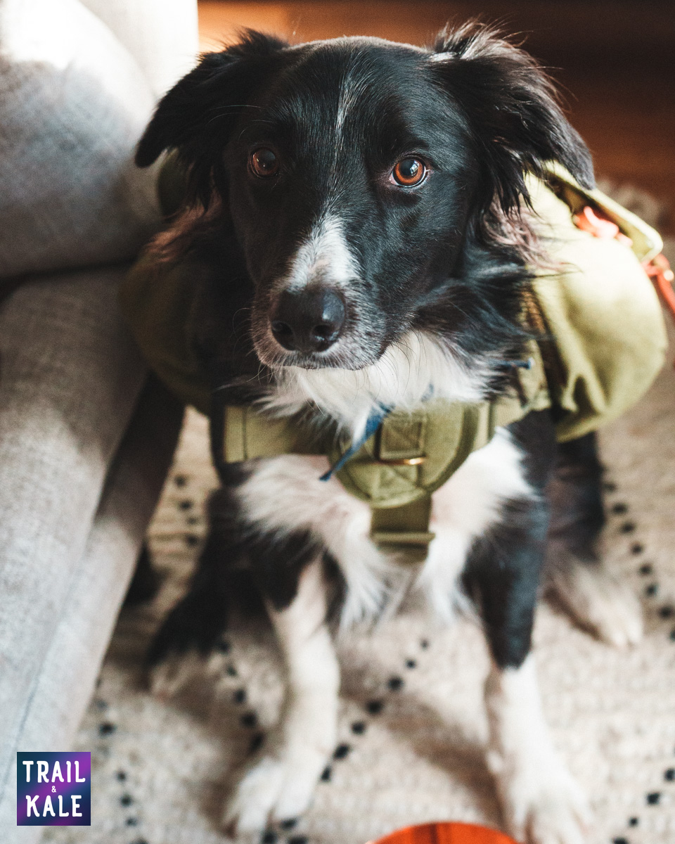 Wolf Republic review dog gear Trail and Kale web wm 27