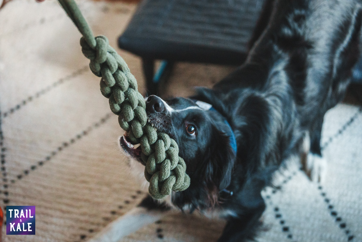 Wolf Republic review dog gear Trail and Kale web wm 31