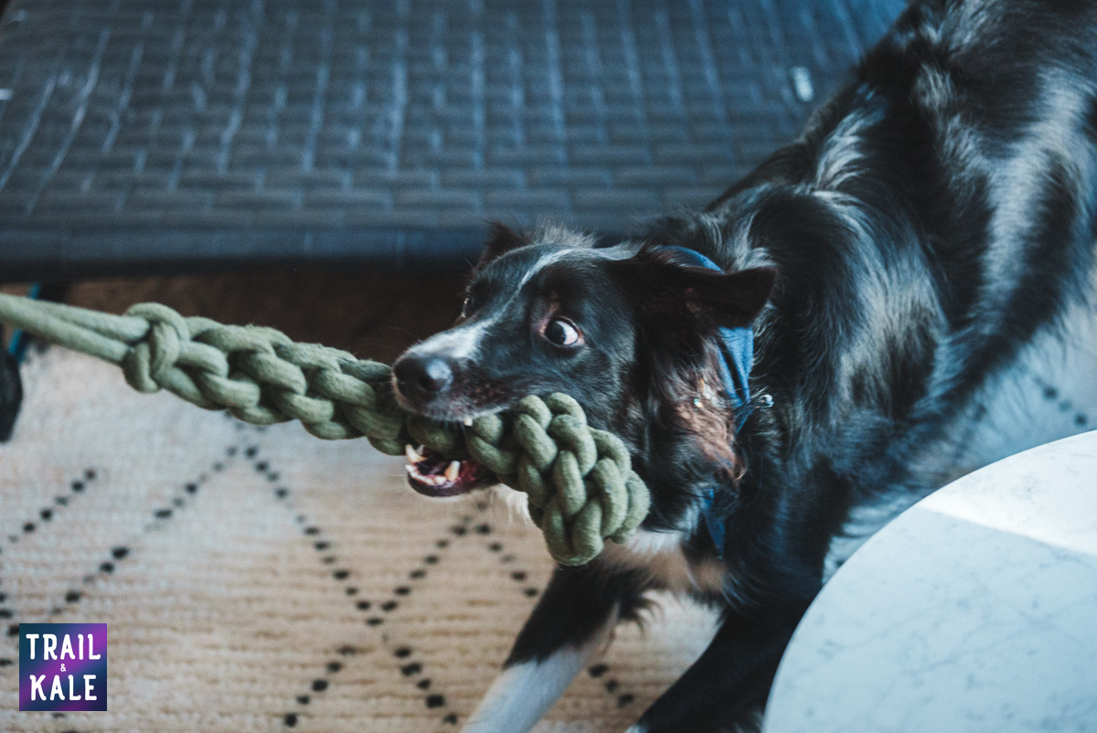 Wolf Republic review dog gear Trail and Kale web wm 33